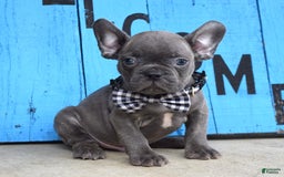 French Bulldog dogs for sale: Flint - Image 6