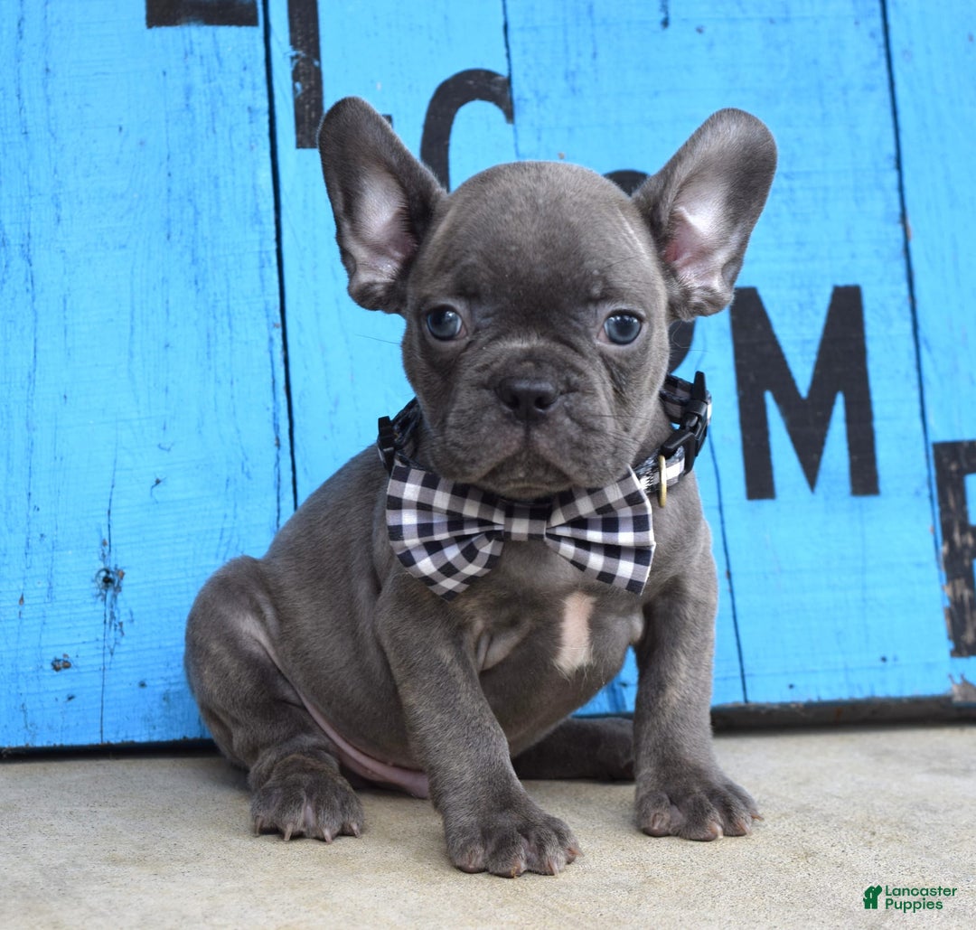 French Bulldog dogs for sale: Flint - Image 6