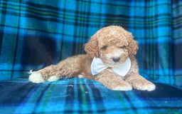 Cavapoo dogs for sale: Denver - Image 5
