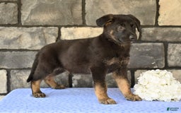 German Shepherd dogs for sale: Michael - Image 5