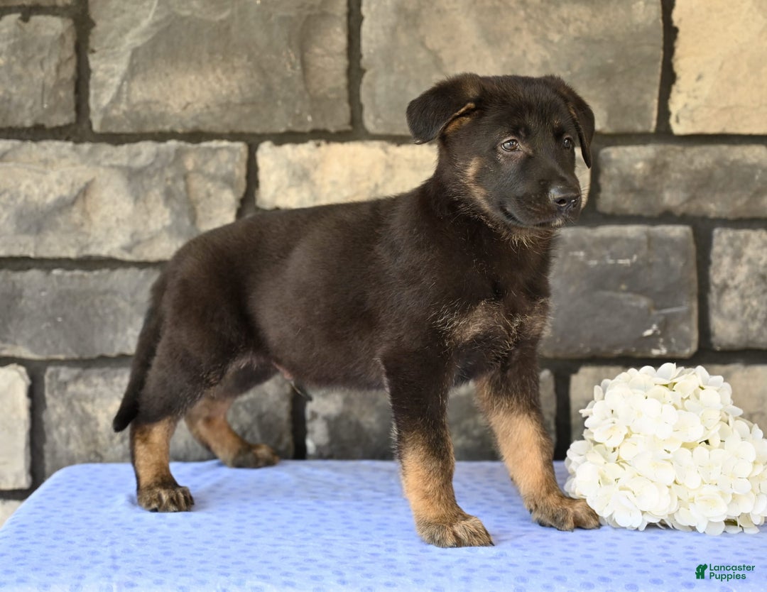 German Shepherd dogs for sale: Michael - Image 5