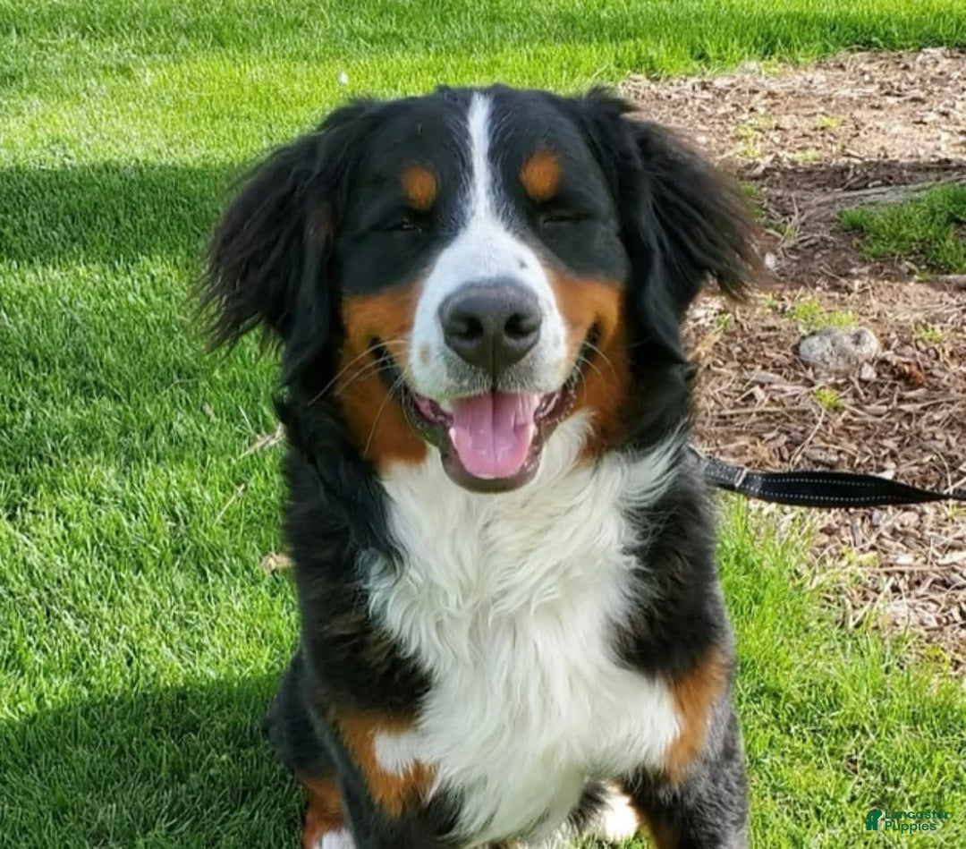 Bernese Mountain Dog dogs for sale: Puppy Timber - Image 3