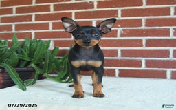 Miniature Pinscher dogs for sale: Jasper - Image 2