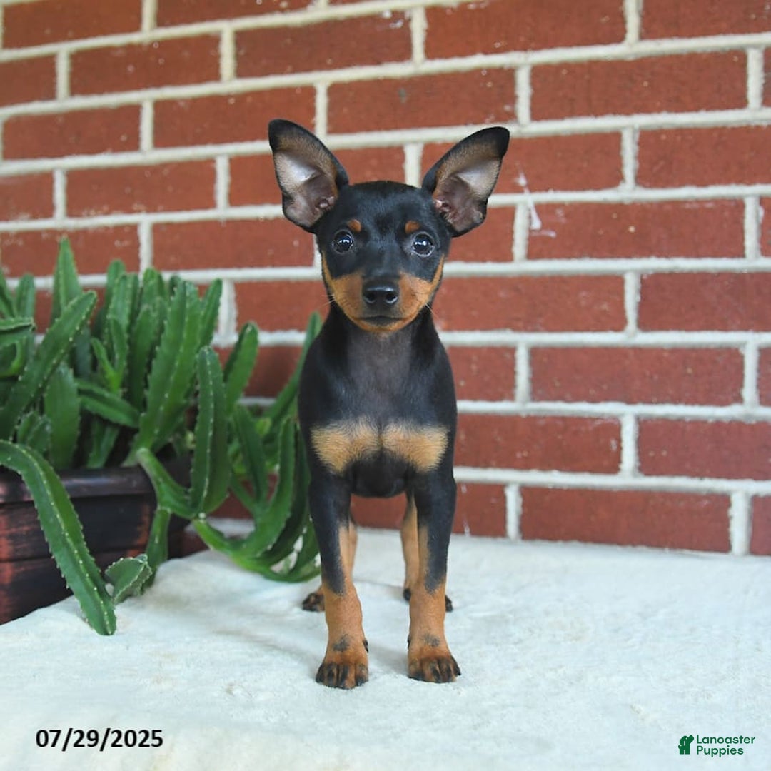 Miniature Pinscher dogs for sale: Jasper - Image 2