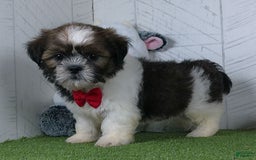 Shih Tzu dogs for sale: Gabe - Image 1
