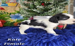 English Springer Spaniel dogs for sale: Kate - Image 2