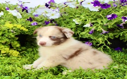Australian Shepherd dogs for sale: Australian Shepherd 8 puppies - Image 3