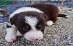 Border Collie dogs for sale: Allen - Image 1