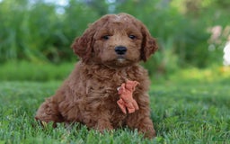Mini Goldendoodle dogs for sale: Brown Collar - Image 7