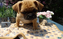 Pug dogs for sale: Blue - Image 1