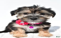 Morkie dogs for sale: Holly - Image 6