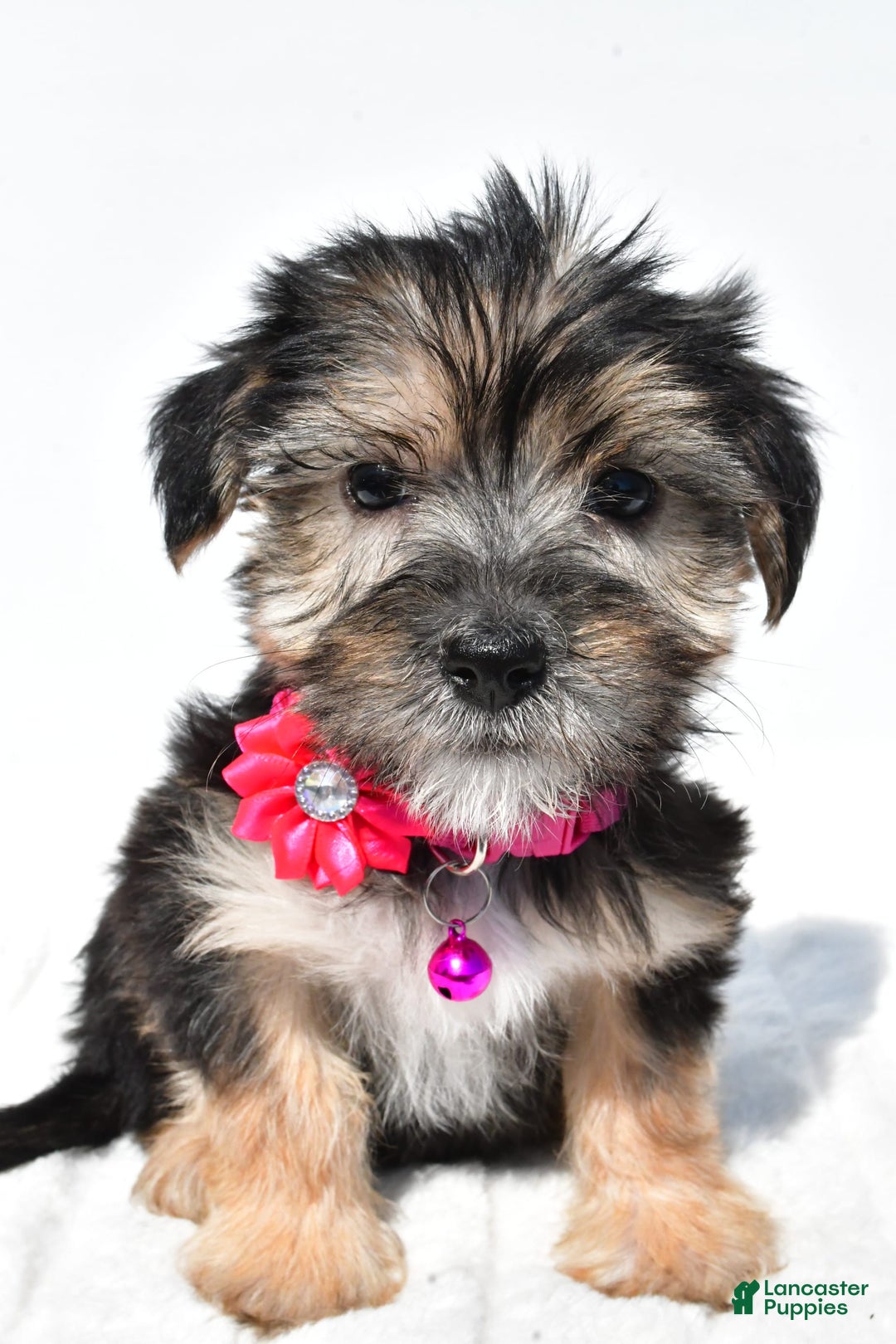 Morkie dogs for sale: Holly - Image 6