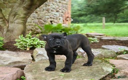 Cane Corso dogs for sale: Ted - Image 1