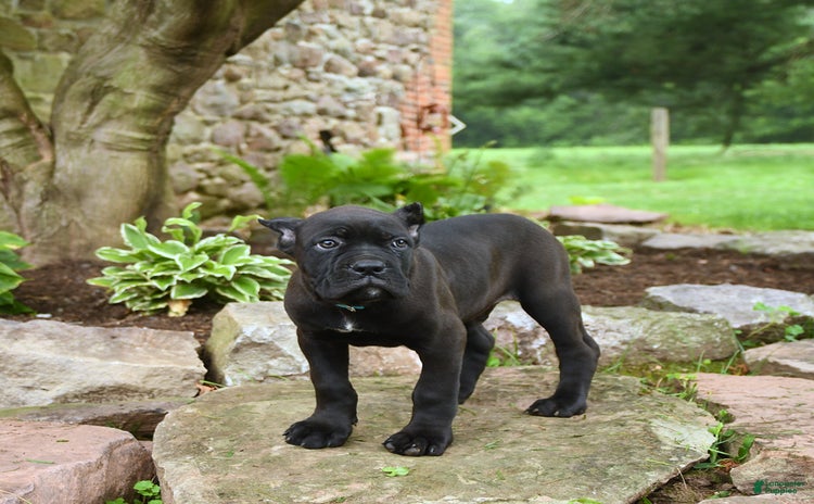 Cane Corso dogs for sale - Ad 4