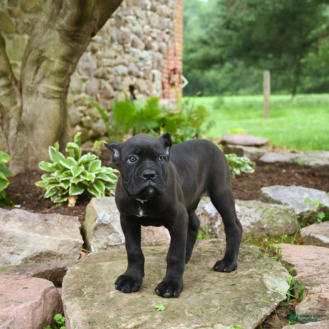 Cane Corso dogs for sale: Ted - Image 1