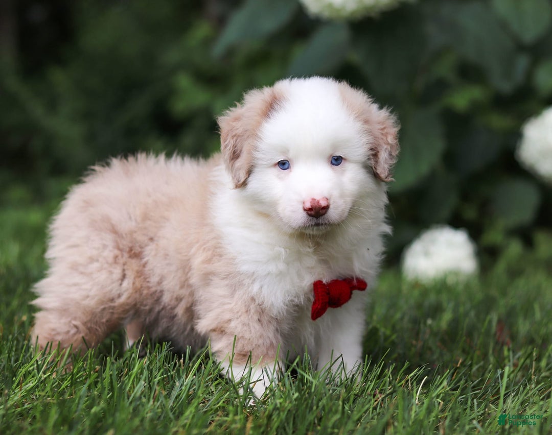 Miniature Australian Shepherd dogs for sale: Rover - Image 6