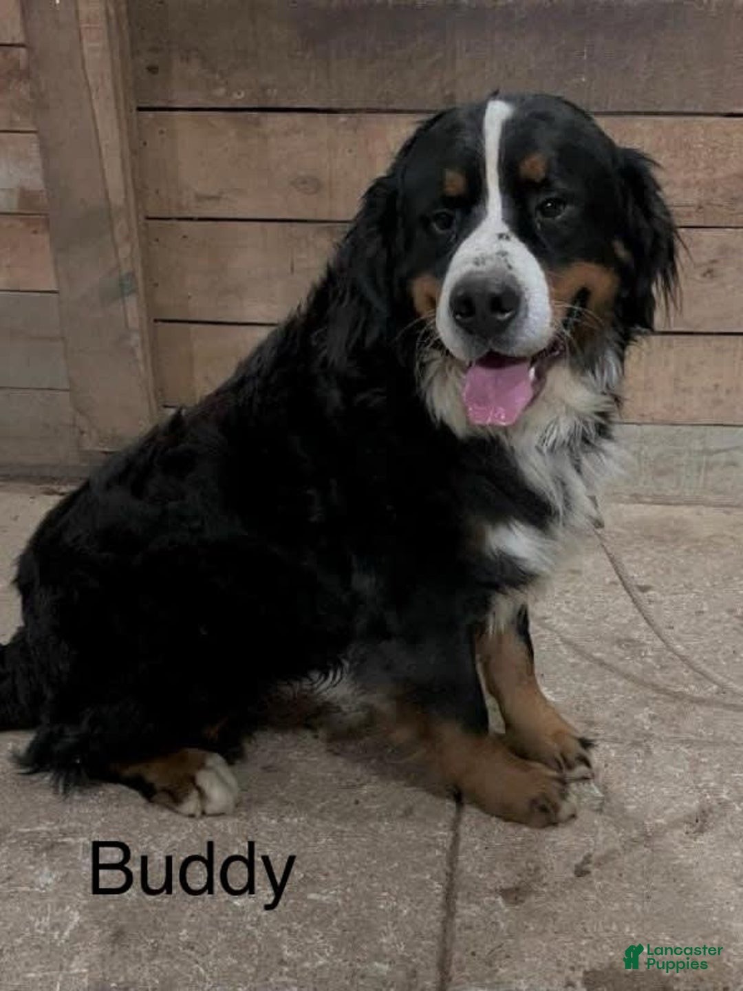 Bernese Mountain Dog dogs for sale: Bella - Image 11