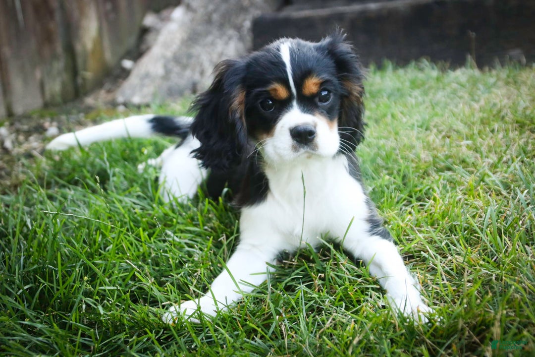 Cavalier King Charles Spaniel dogs for sale: Nero - Image 8