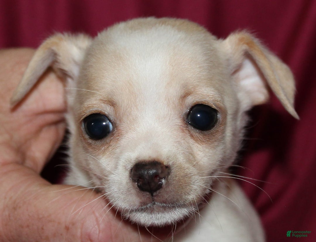 Chihuahua dogs for sale: Ivar - Image 8
