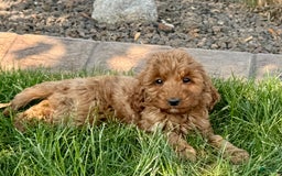 Cockapoo dogs for sale: Glenna - Image 5