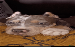 American Bully dogs for sale: Murrel - Image 3