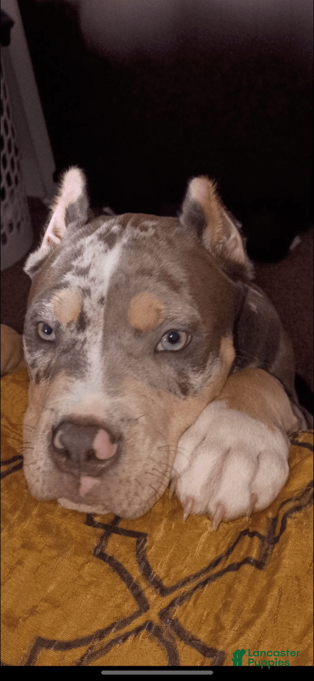 American Bully dogs for sale: Murrel - Image 3