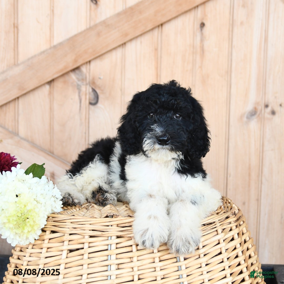 Miniature Poodle dogs for sale: Twix - Image 3