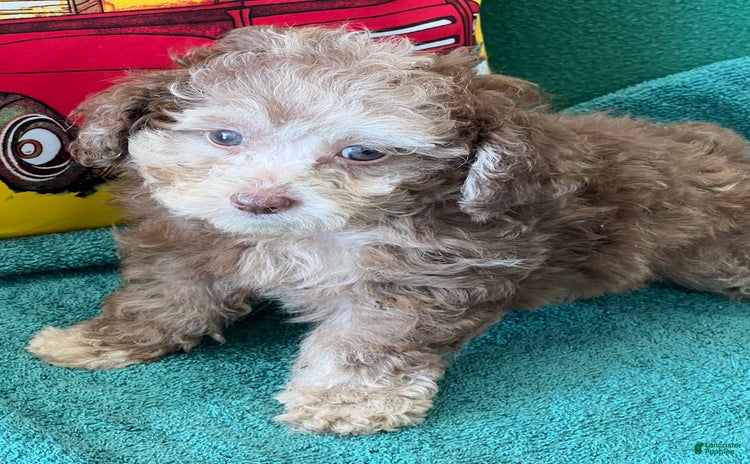Cockapoo dogs for sale - Ad 4