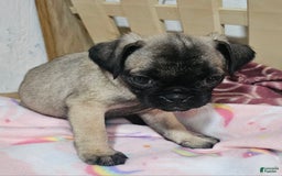 Pug dogs for sale: Shilo - Image 6