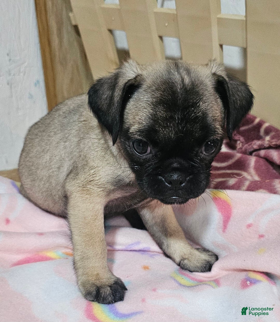 Pug dogs for sale: Shilo - Image 6