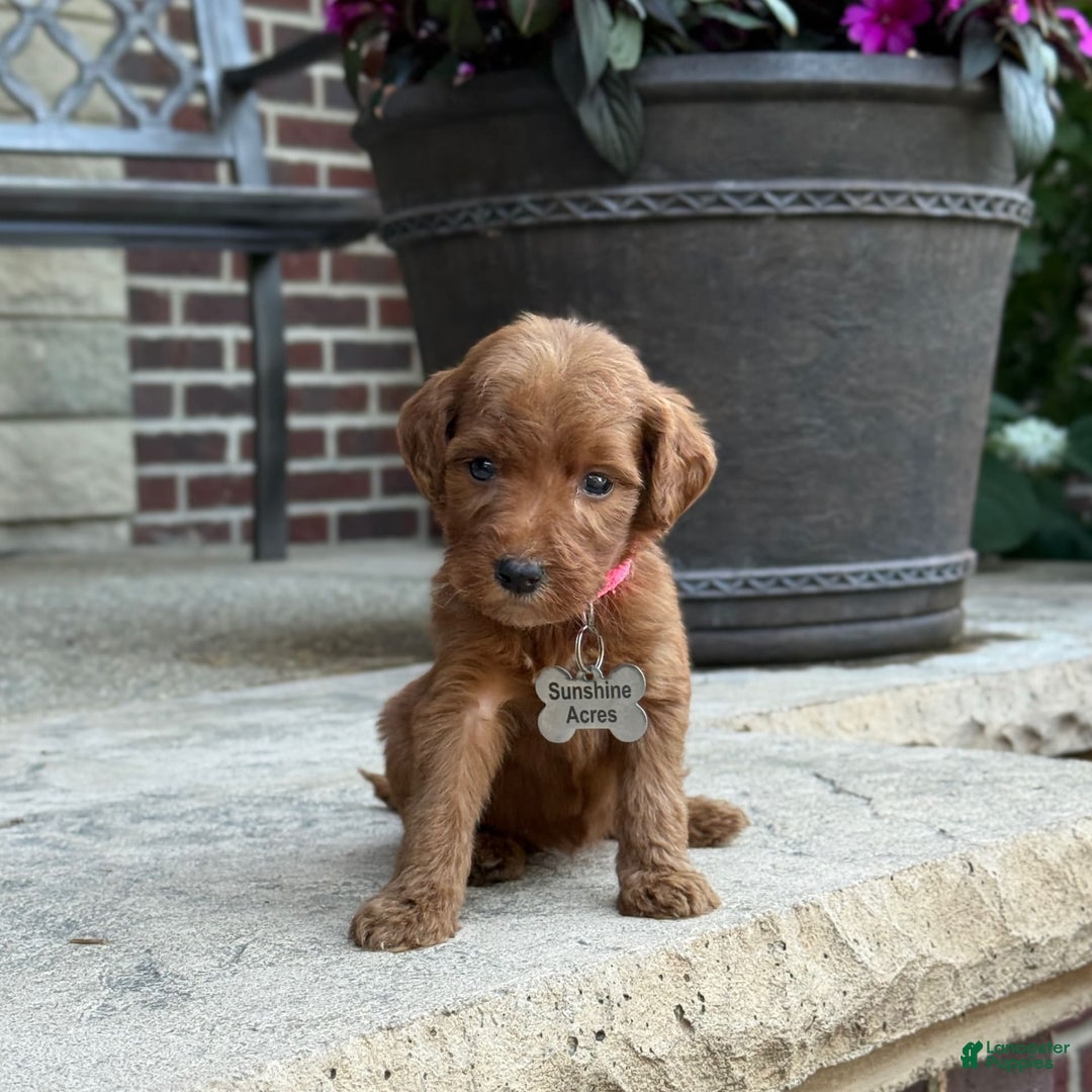 Goldendoodle dogs for sale: Paisley - Image 8