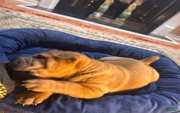 Shar Pei dogs for sale: Nior - Image 8