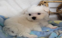 Maltese dogs for sale: Alex - Image 6