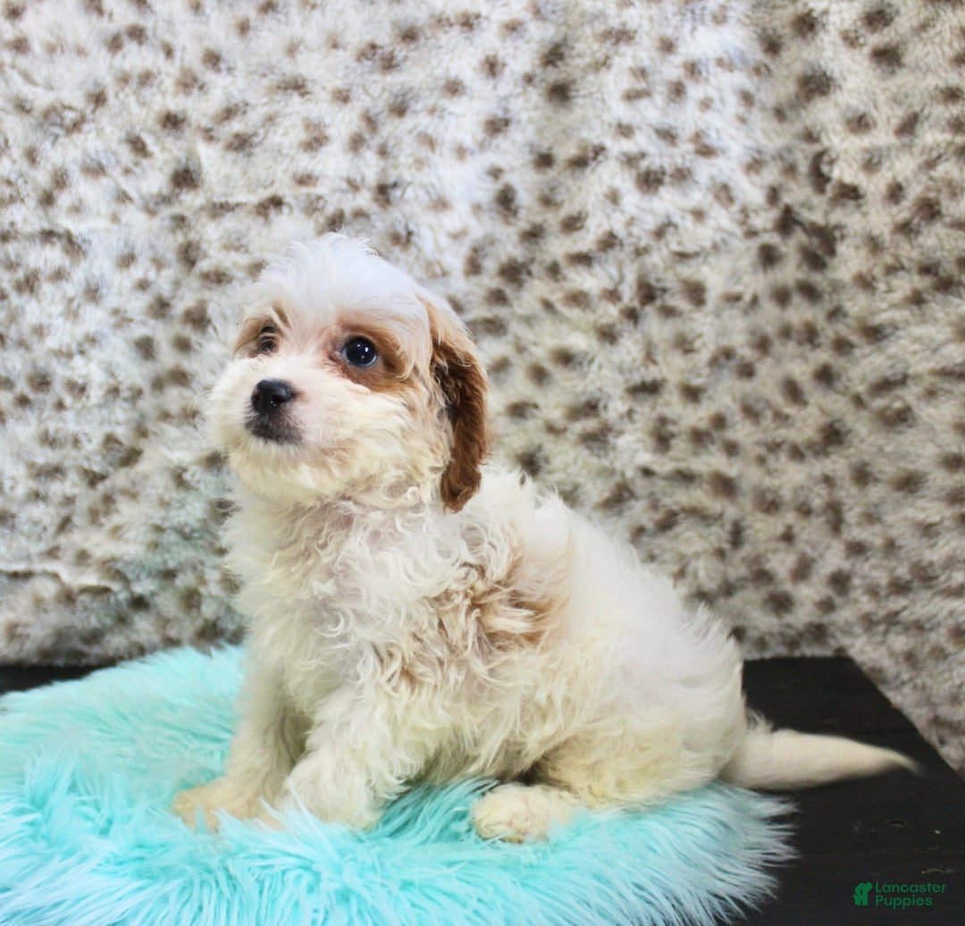 Cavapoo dogs for sale: Cavapoo 7 puppies - Image 34