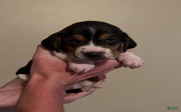 Walker Hound dogs for sale - Ad 5