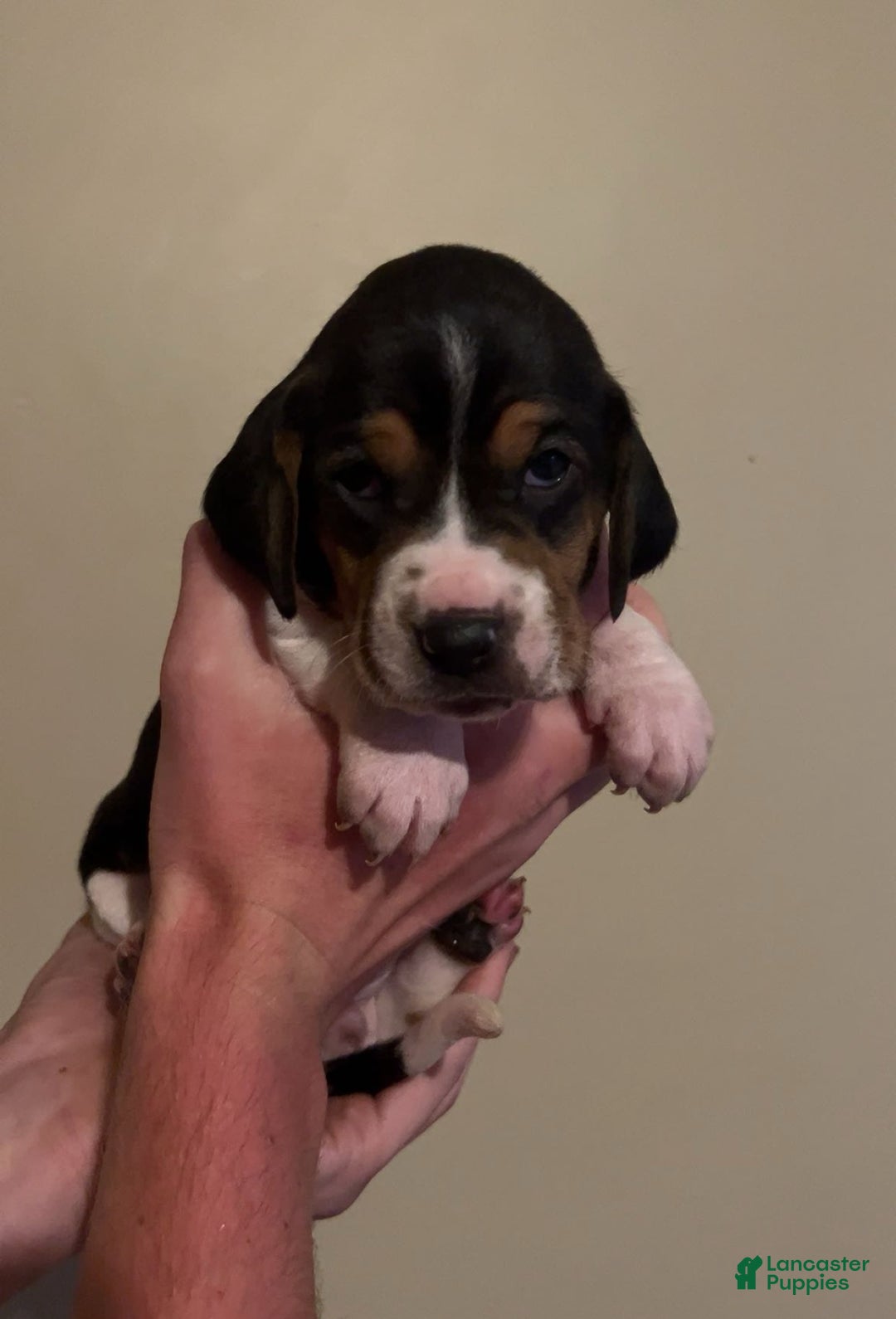 Walker Hound dogs for sale: Black - Image 1