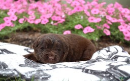 Newfoundland dogs for sale: Cocoa - Image 5