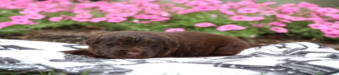 Cocoa