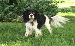 Cockalier dogs for sale: Champion - Image 13
