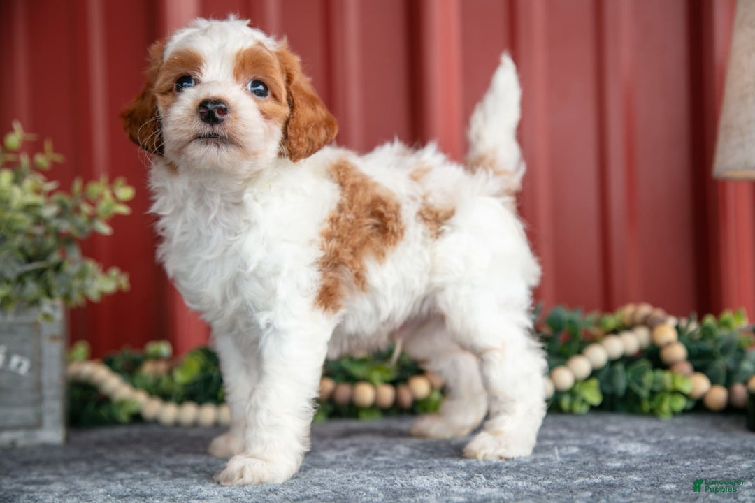 Mini Goldendoodle dogs for sale: Winston - Image 2