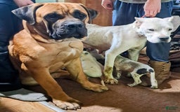 Dogo Argentino dogs for sale: Titan - Image 4