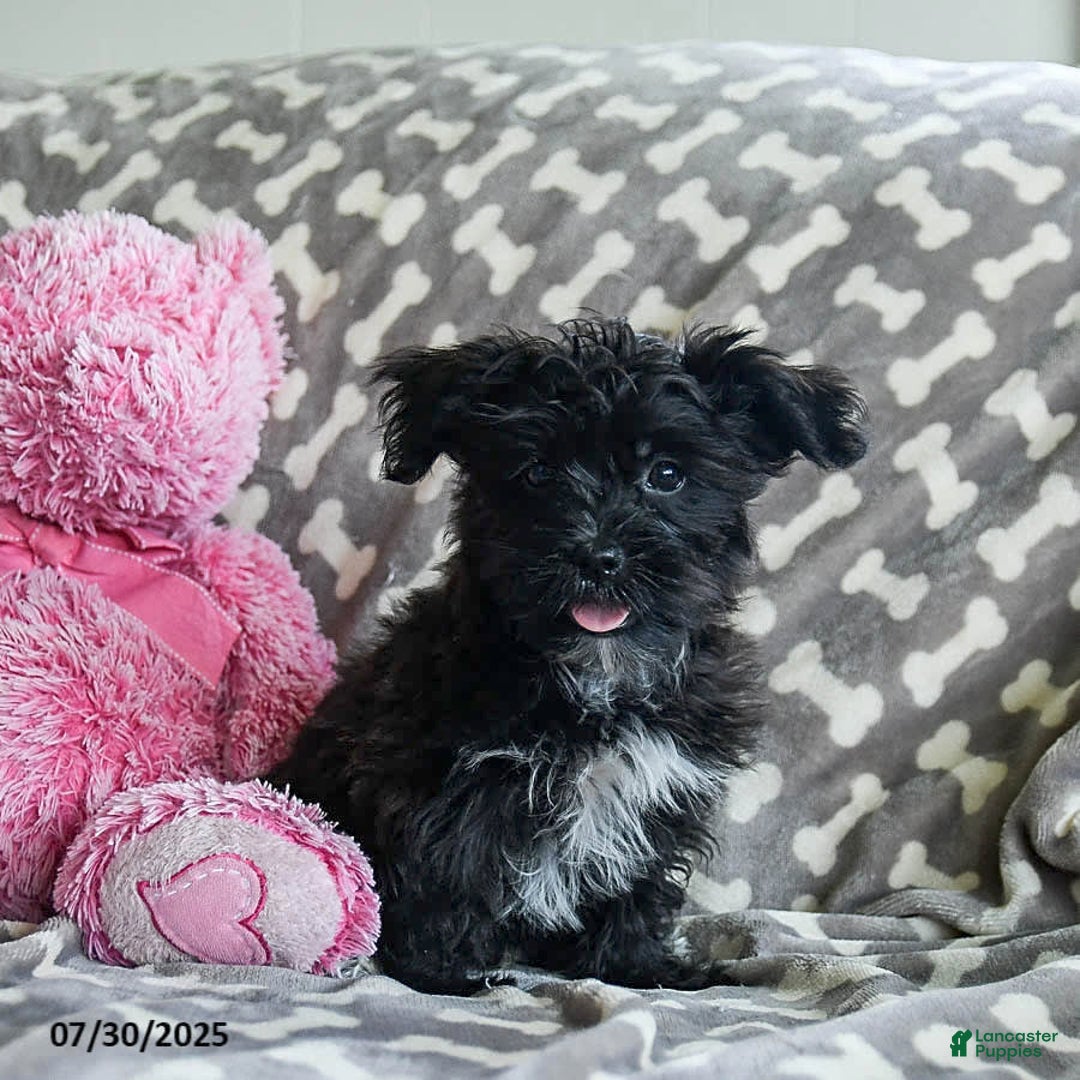 Shorkie dogs for sale: Charles - Image 10