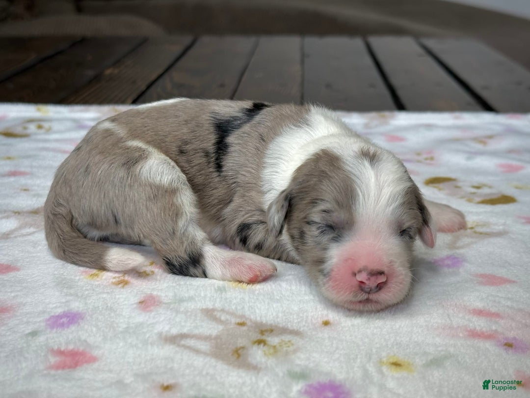 Sheepadoodle dogs for sale: Wilma - Image 5