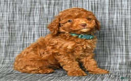 Cavapoo dogs for sale: Benji - Image 7