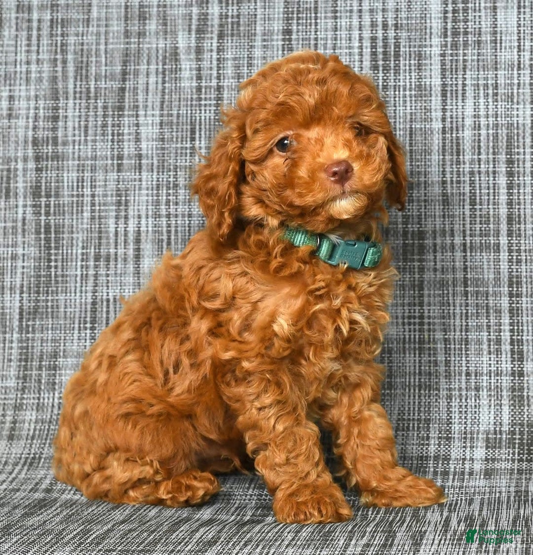 Cavapoo dogs for sale: Benji - Image 7