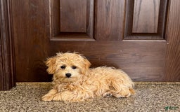 Maltipoo dogs for sale: Robbie - Image 12