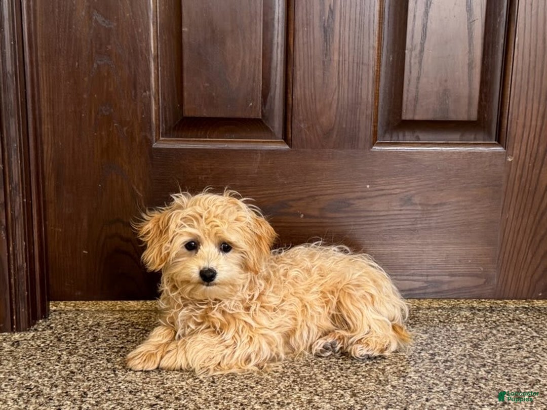 Maltipoo dogs for sale: Robbie - Image 12