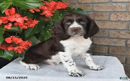 English Springer Spaniel dogs for sale: Chief - Image 1
