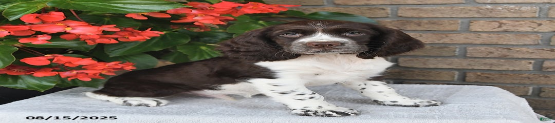 Chief