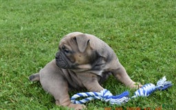 Olde English Bulldogge dogs for sale: Daisy - Image 4